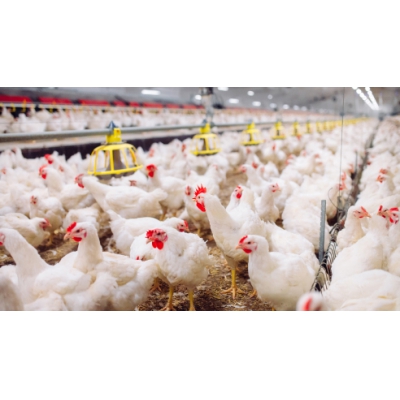 ABB傳動產(chǎn)品助您告別家禽養(yǎng)殖難題